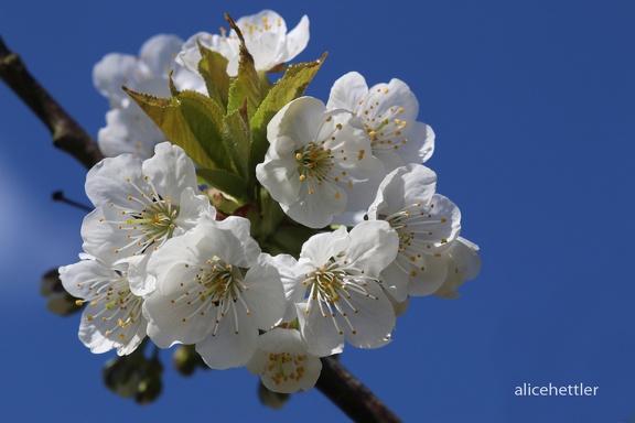 Vogel-Kirsche (Prunus avium)